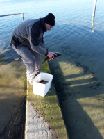 Karpfenbesatz 2018