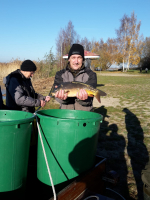 Karpfenbesatz 2018